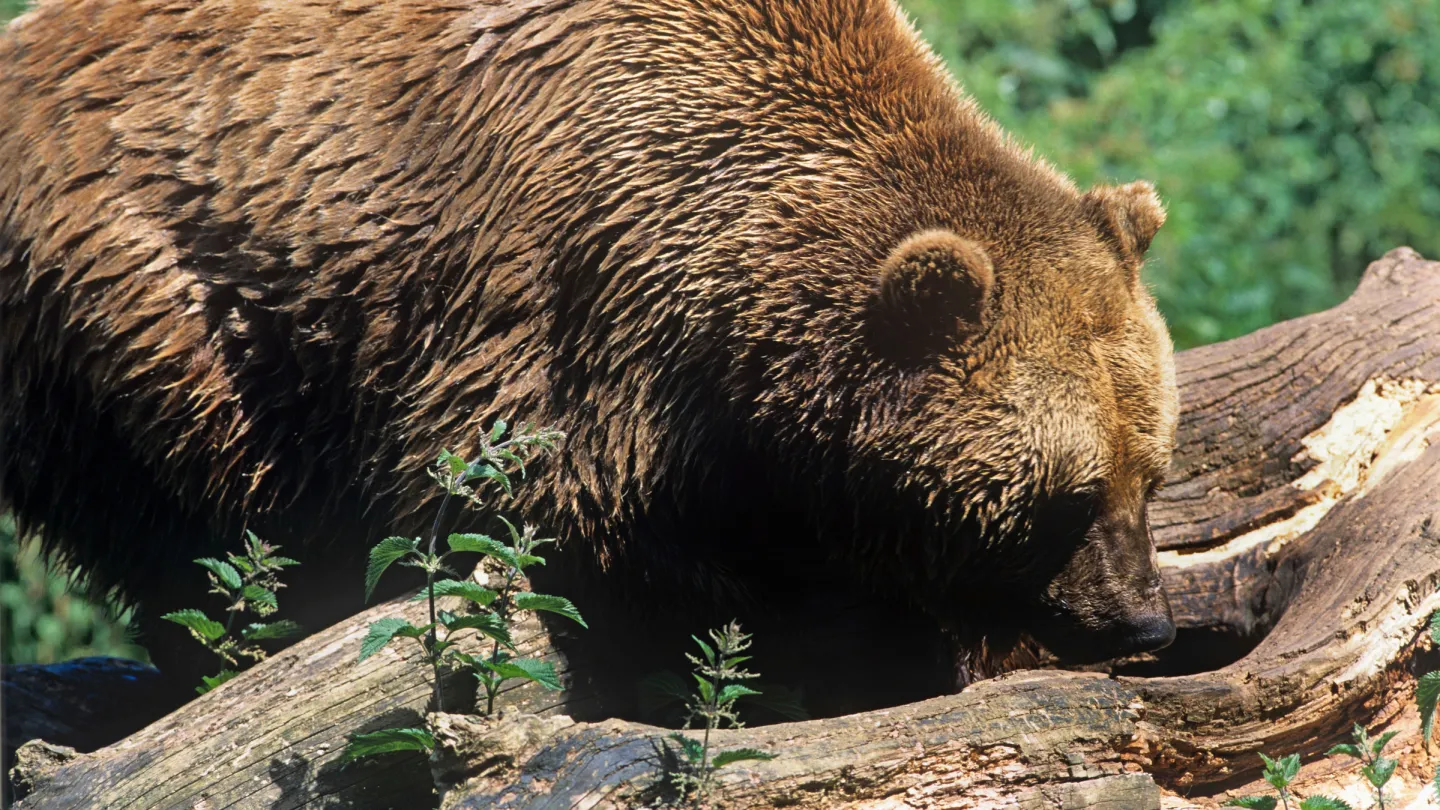 Ein Braunbär sucht in einem Baumstamm nach Insekten
