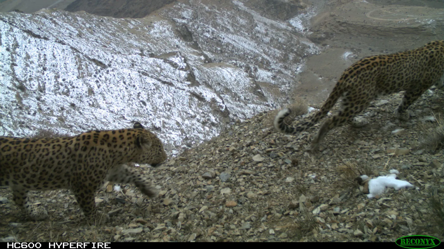 événement de l'appareil photo d'une paire de léopard persan