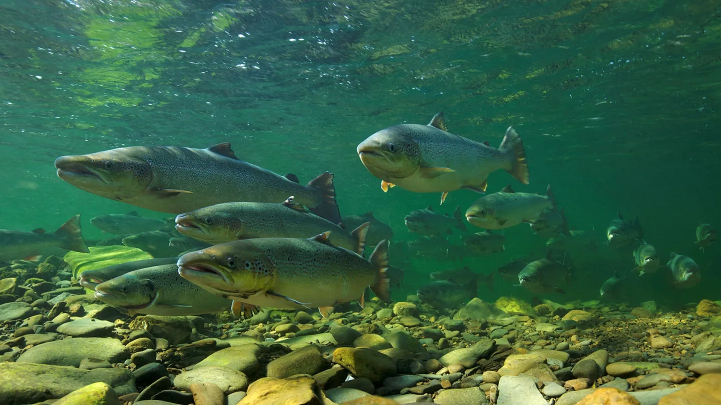 Lachse in Schweizer Fluss