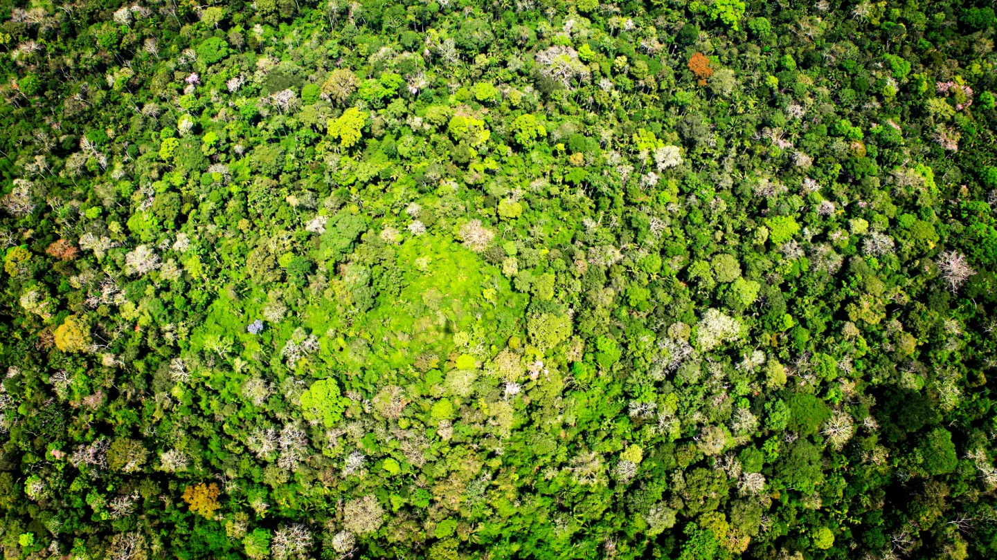Luftaufnahme des Amazonas-Regenwalds