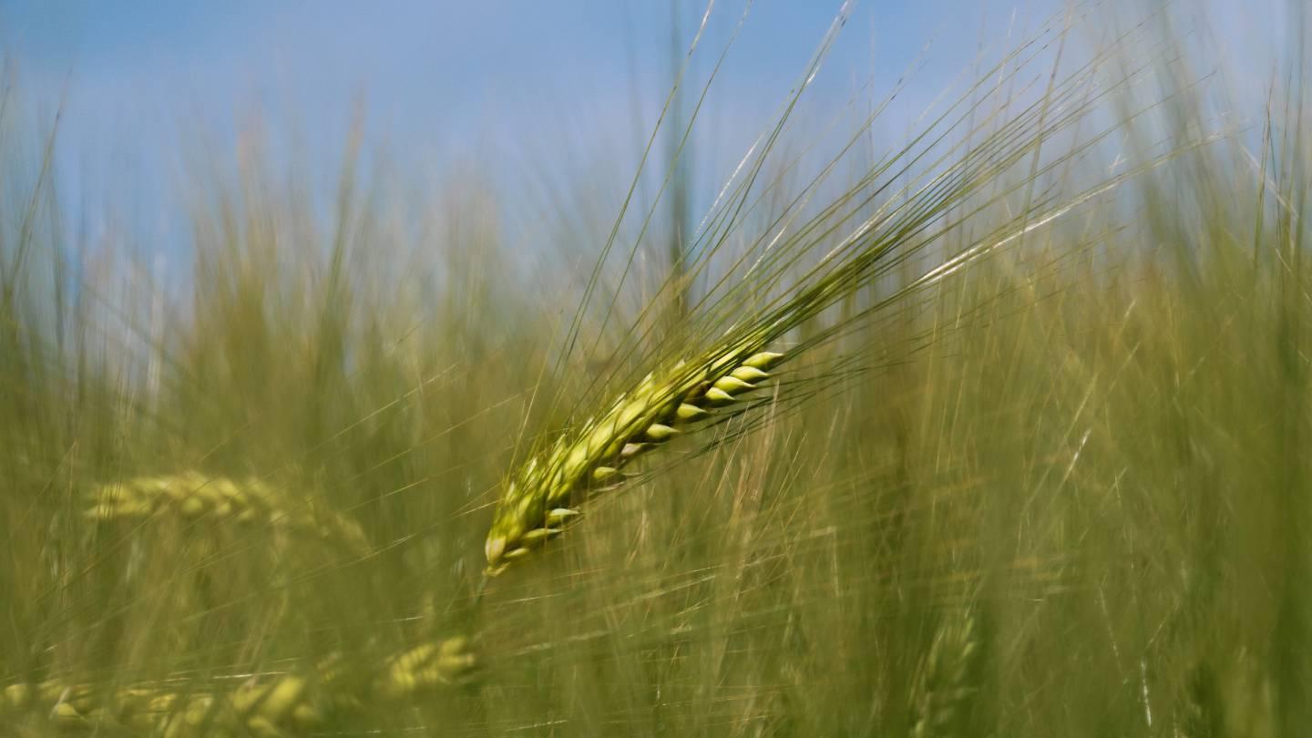 Wheat field in Switzerland