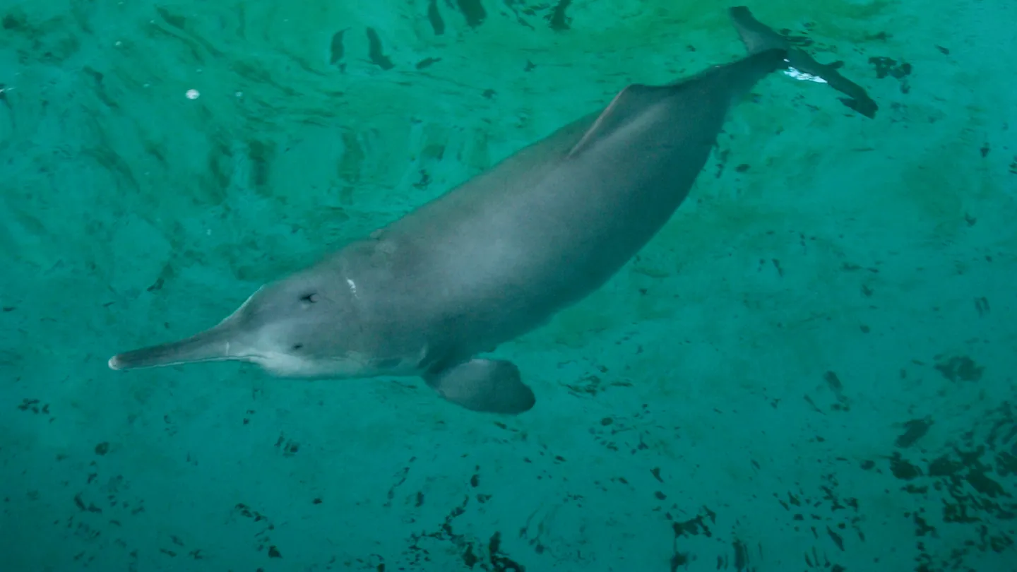 Fleuve Yangtsé Dolphin