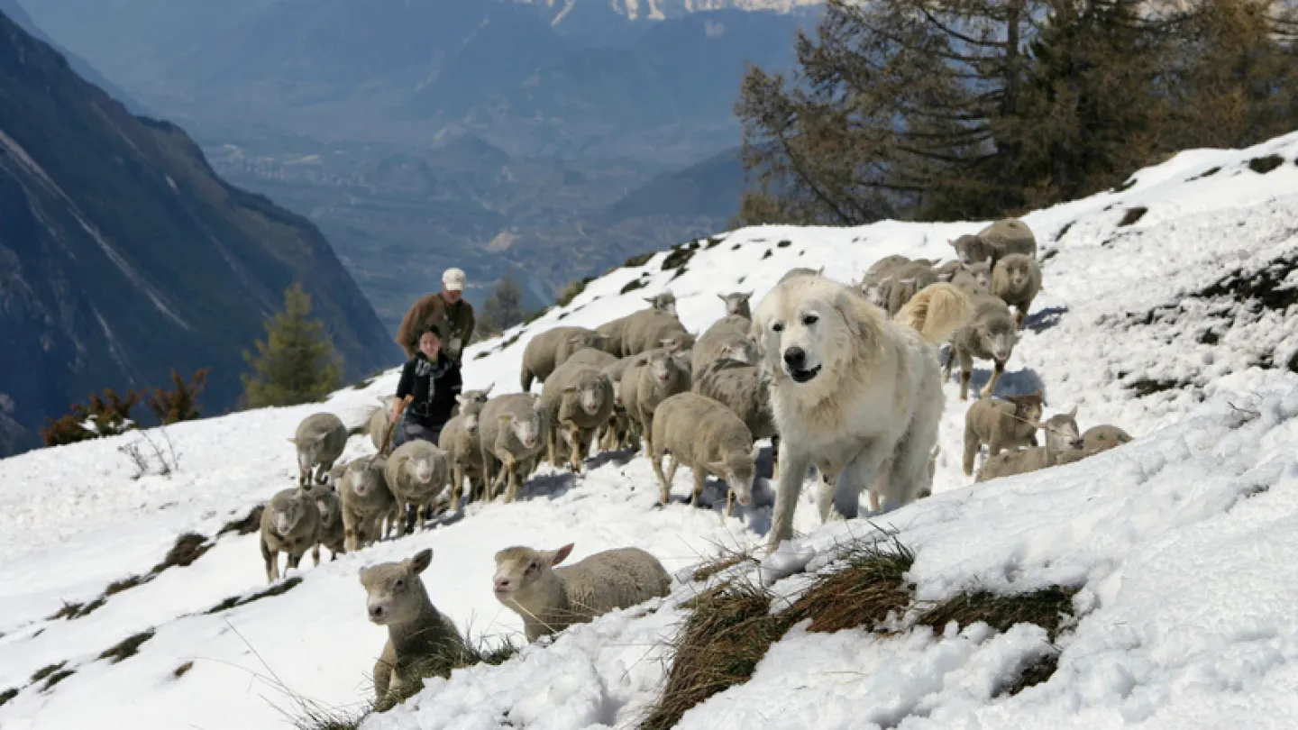chien de garde tandis que la formation Jeizinen en Valais
