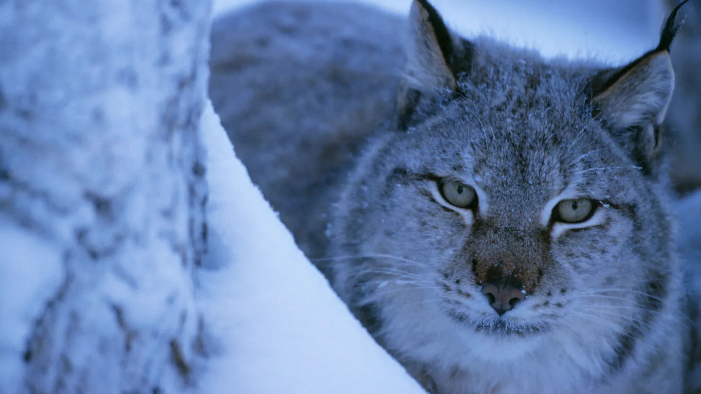 Ein Luchs in einer Schneelandschaft in Schweden