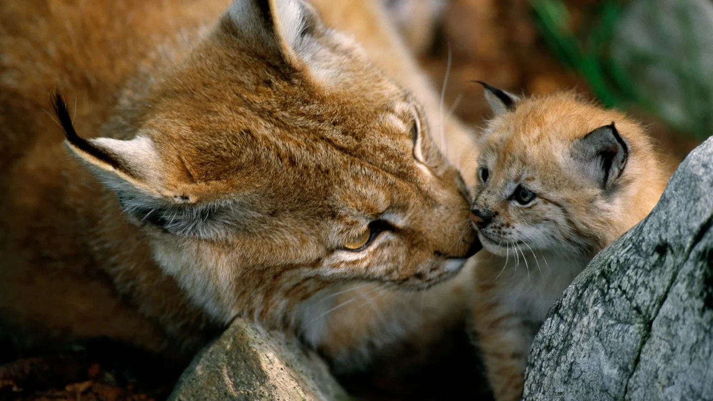 Eine Luchsmutter mit Jungtier