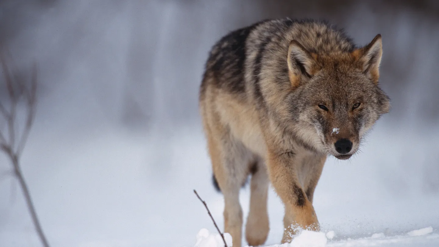 Ein Wolf rennt durch den Schnee