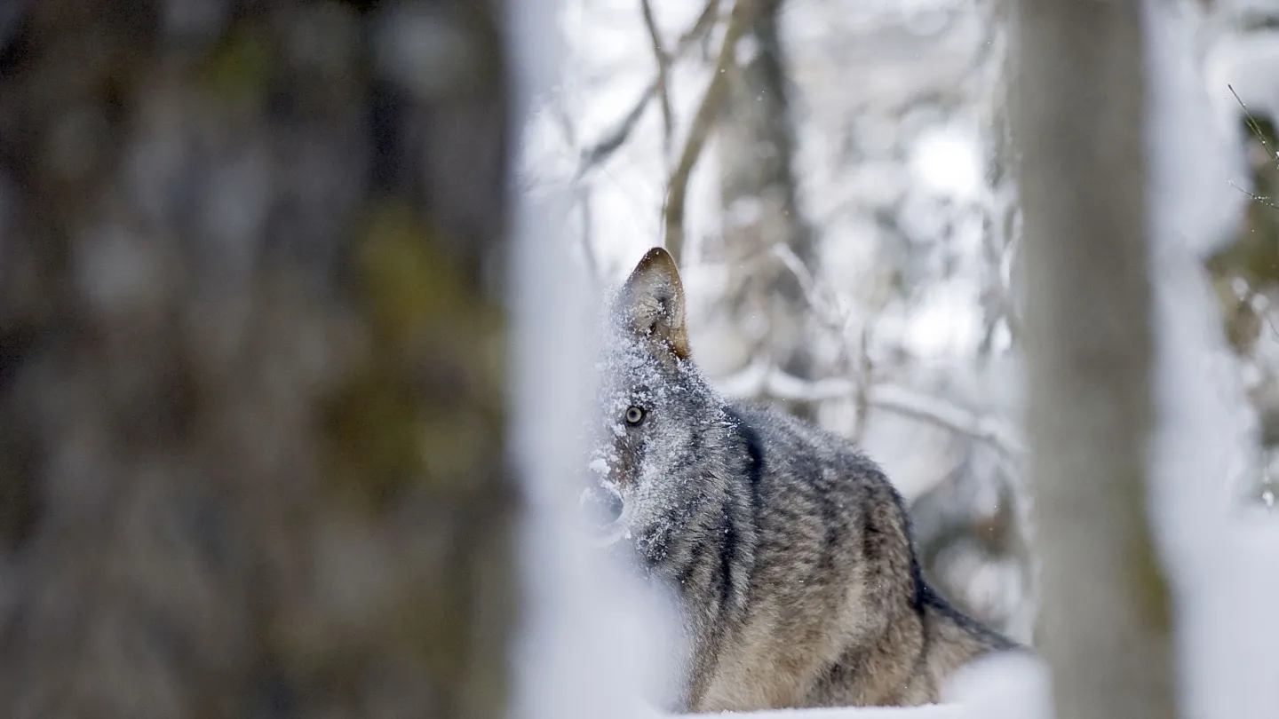 Un lupo nella foresta, seminascosto dagli alberi