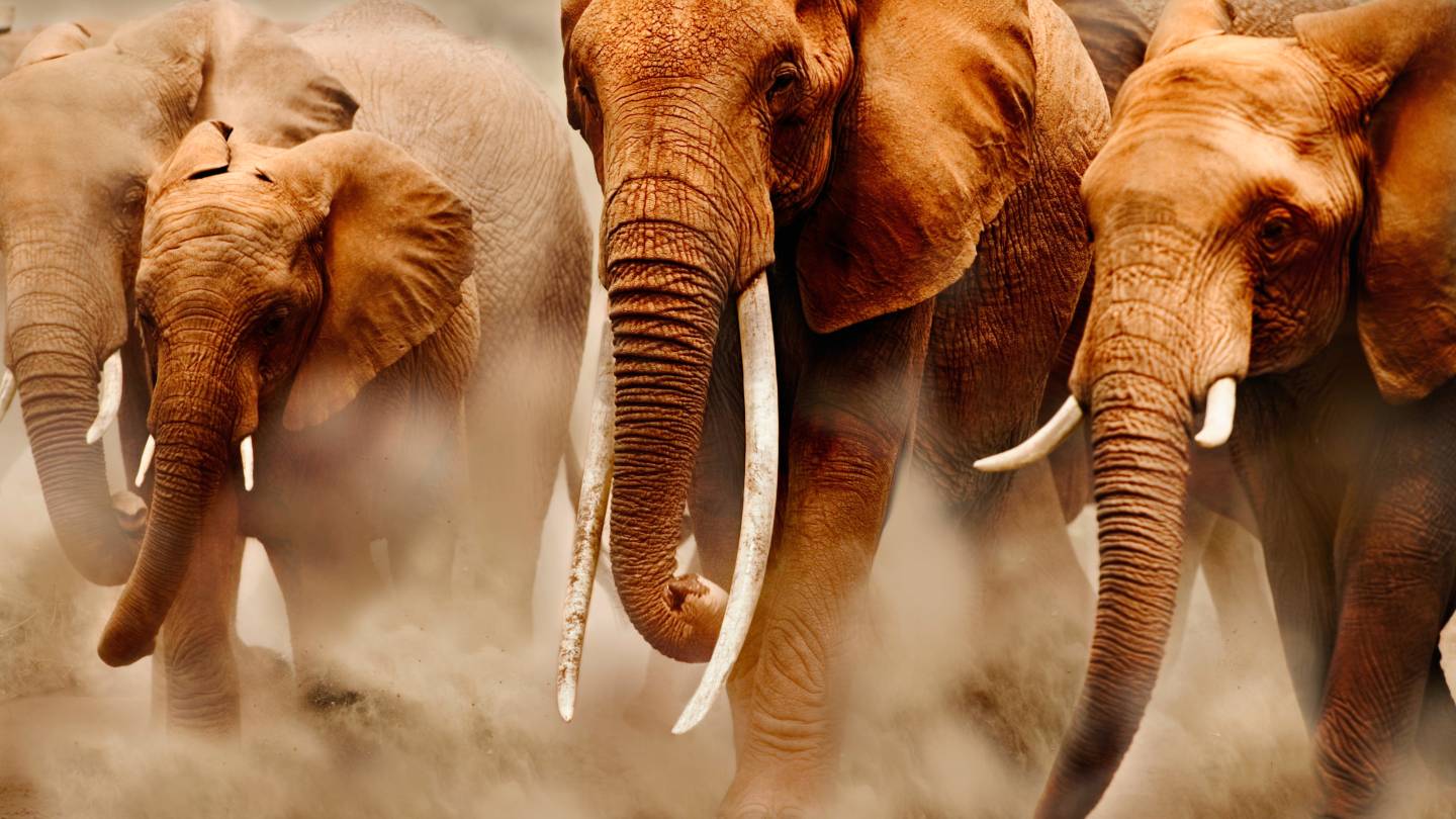 Elephant herd in the Amboseli National Park in Kenya