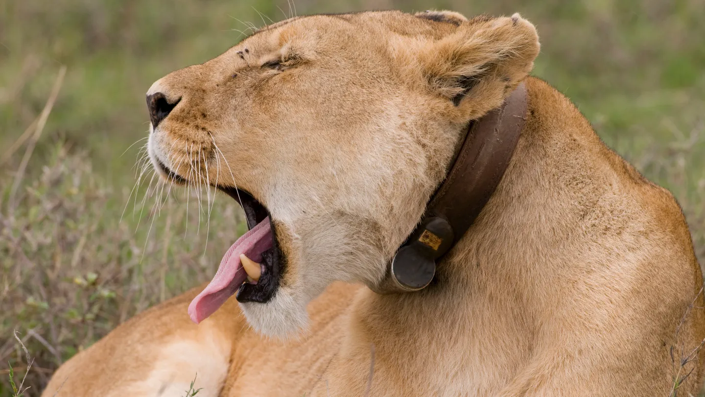Löwe mit GPS-Halsband in Tansania