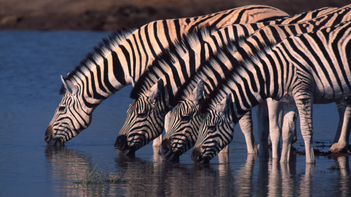 Zebras trinken an einem Wasserloch im Etosha Nationalpark in Namibia