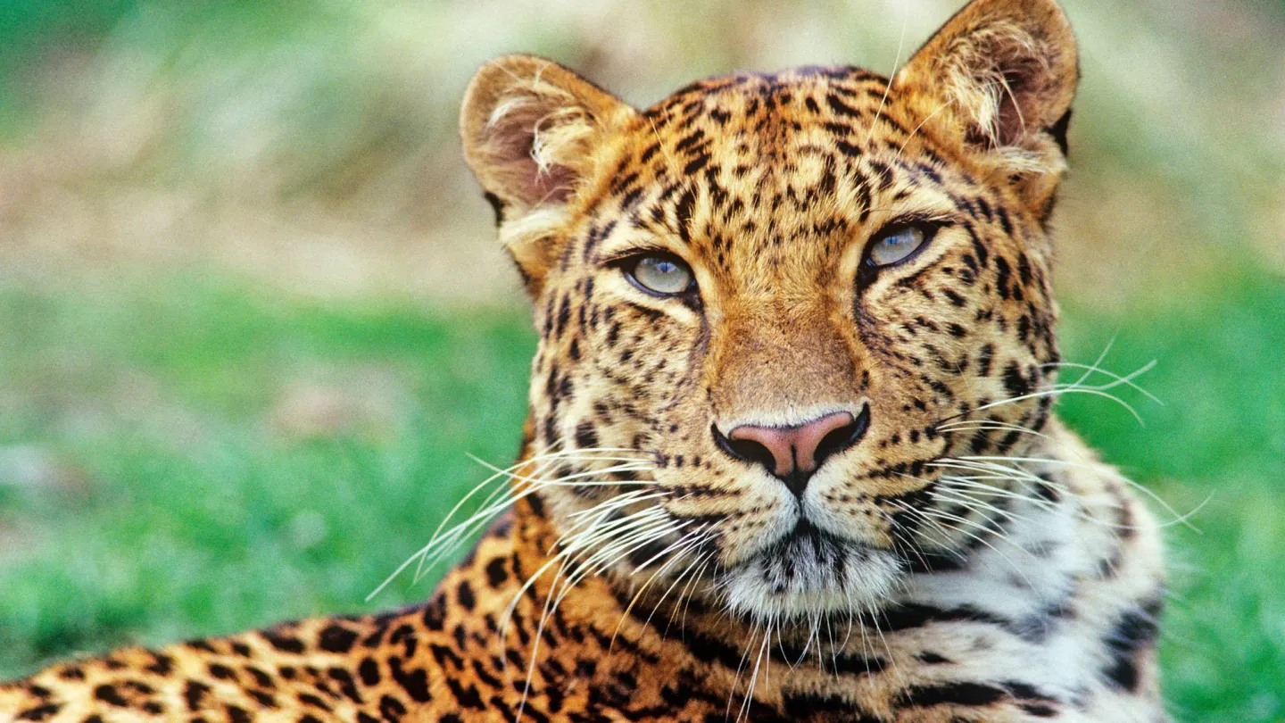 Amur-Leopard 