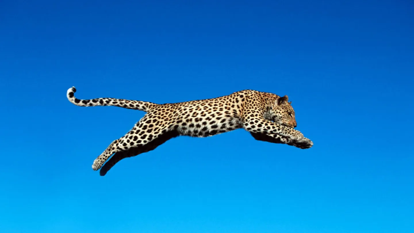 Ein Leopard im Sprung