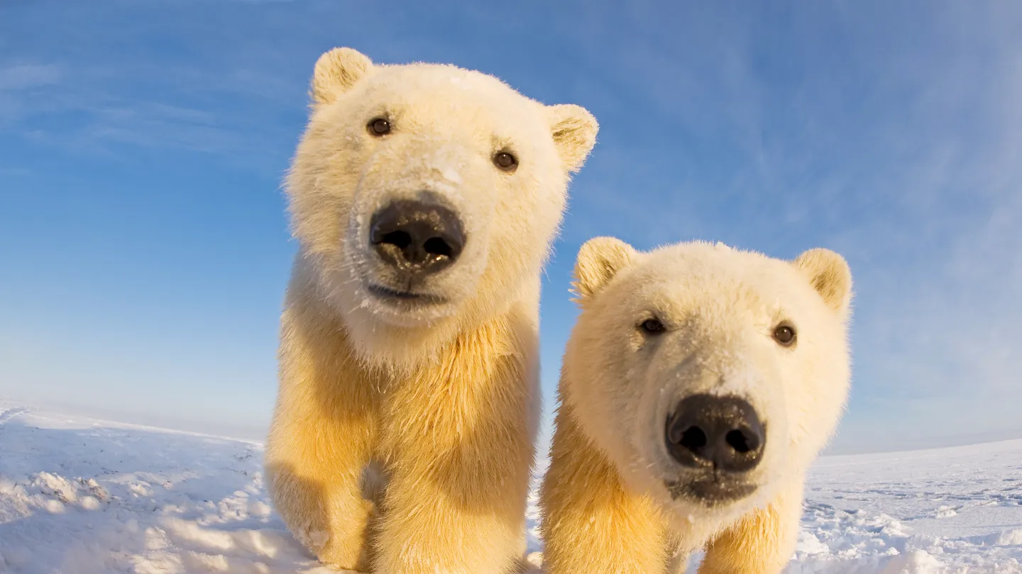 Deux jeunes ours polaires sur l'île Barter, Alaska