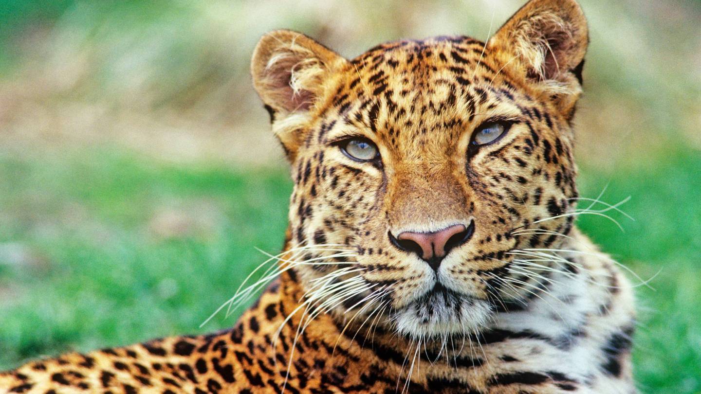 Amur Leopard