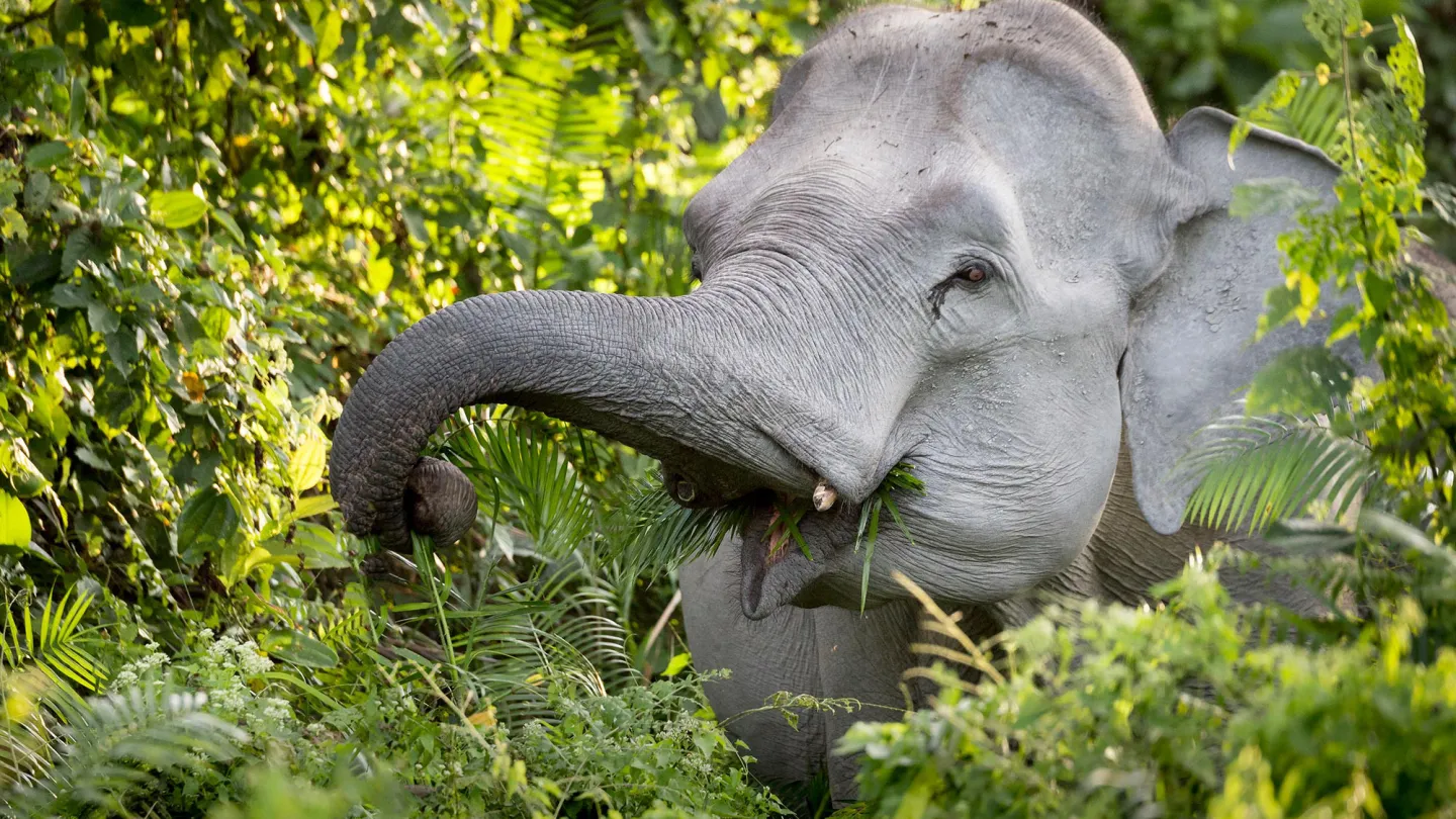 Asian Elephant mangiare rami degli alberi