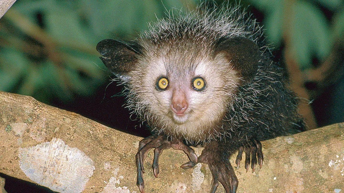 Aye-Aye sur une branche d'arbre