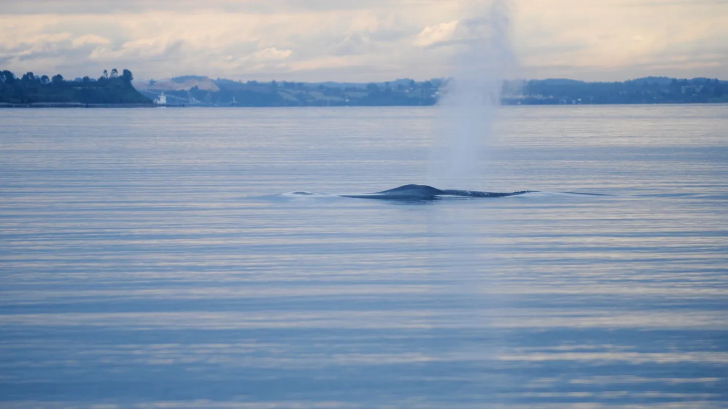 Blue Whale pousse l'air en face de la côte chilienne.