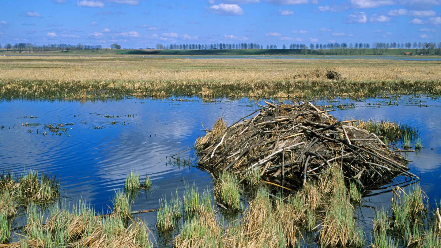 Ein Biberbau ragt aus dem Wasser