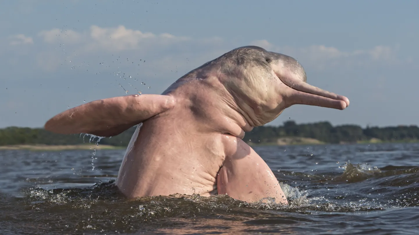 Amazonas-Flussdelfin springt aus Wasser