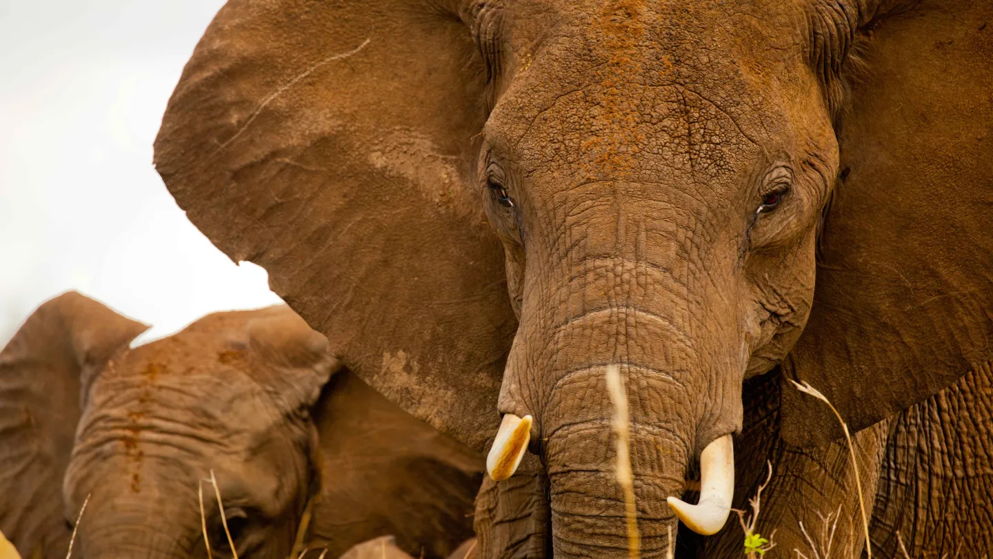 Éléphant d'Afrique regardant dans le droit de la caméra