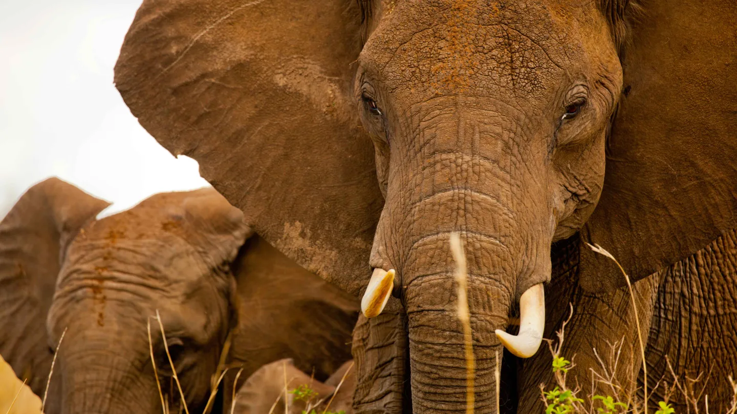 Elefante africano esaminando la fotocamera giusta