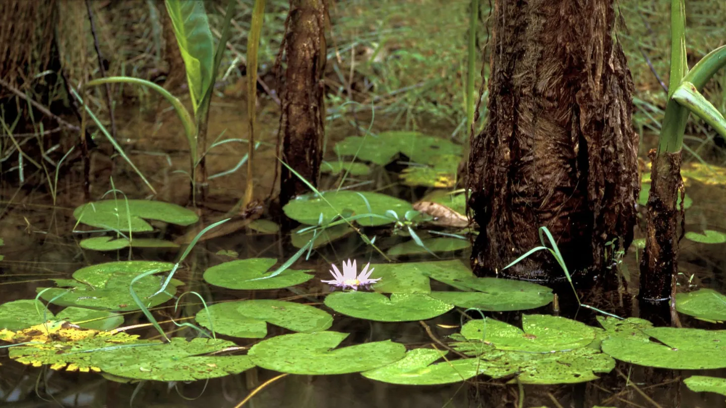 Étang dans la forêt tropicale à Madagascar en vue Analamazaotra Réserve spéciale