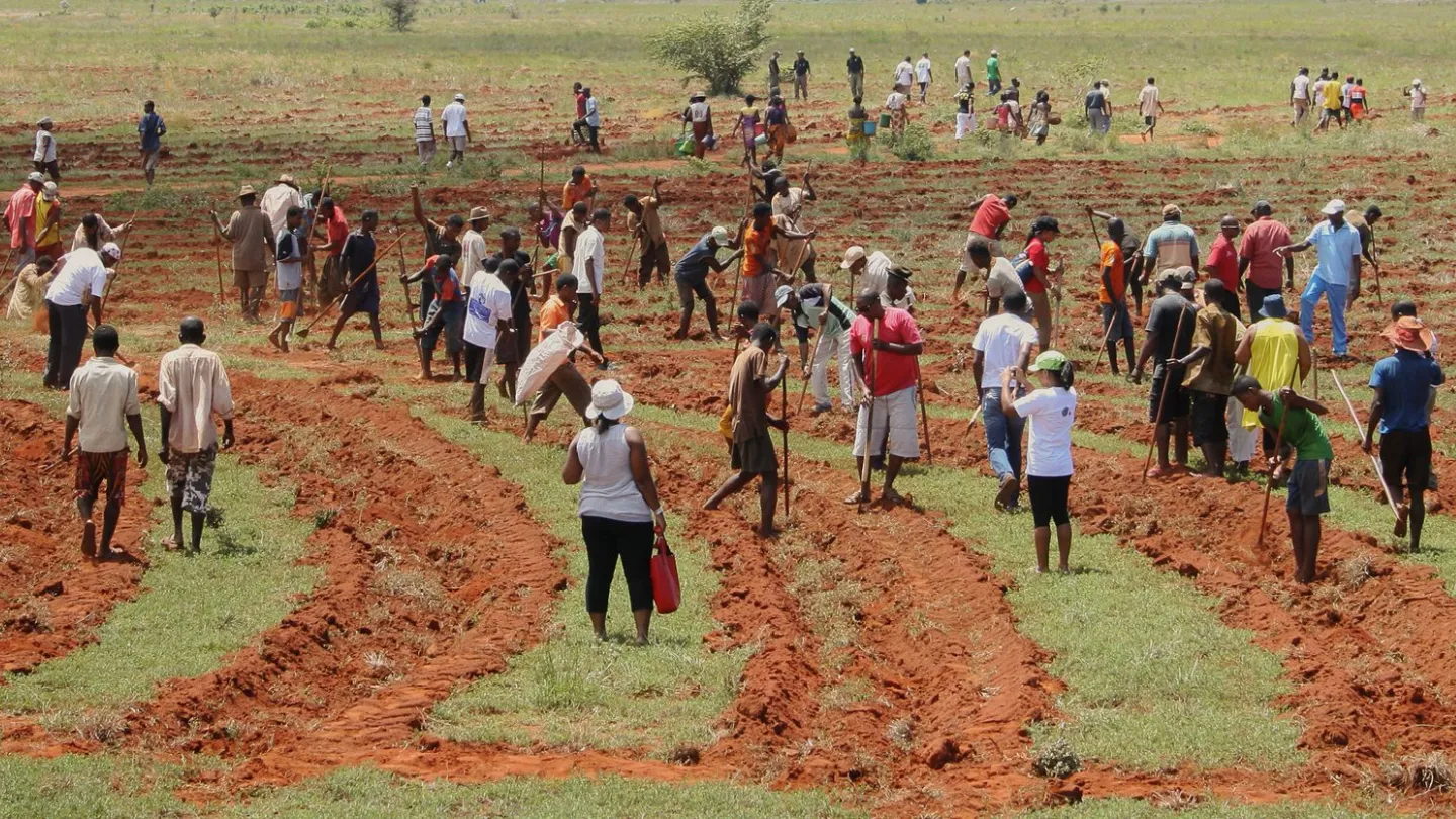 Reboisement en Toilara dans la région Mahafaly à Madagascar