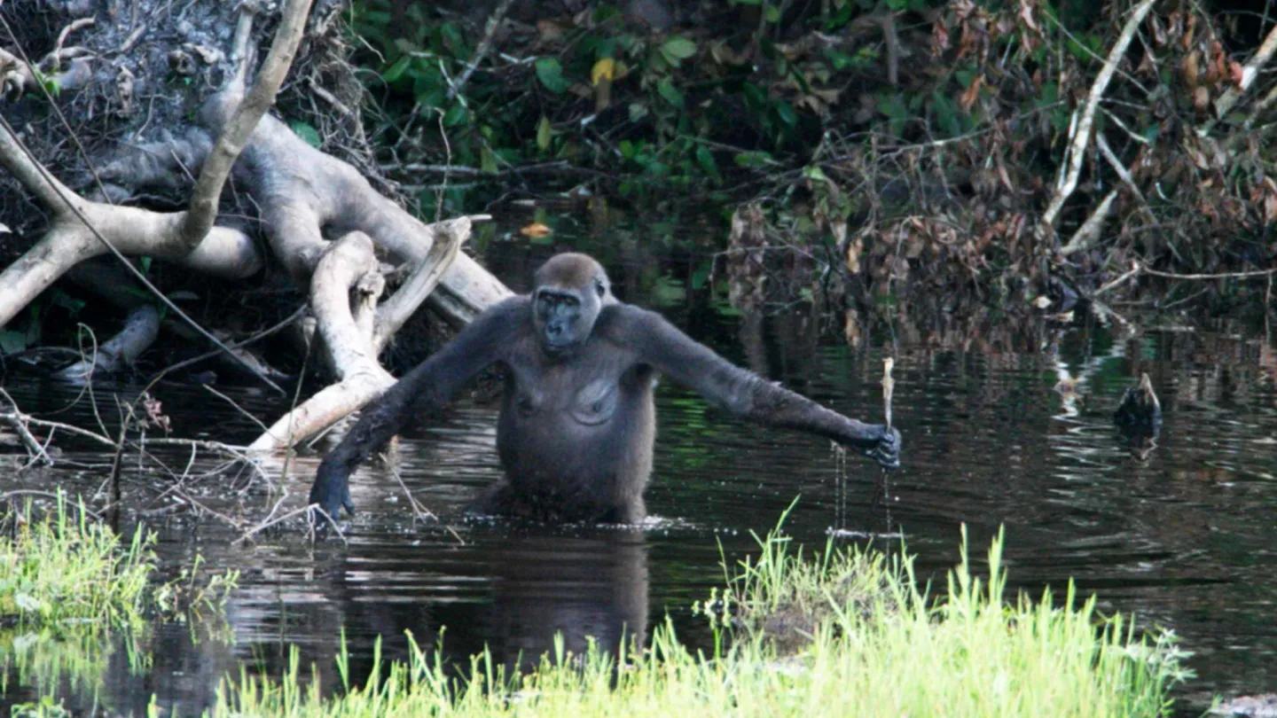 femelle gorille utilisé un bâton pour tester la profondeur et son équilibre.