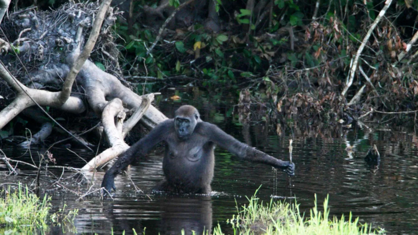 gorilla femmina utilizzato un bastone per testare la profondità e tenersi in equilibrio.