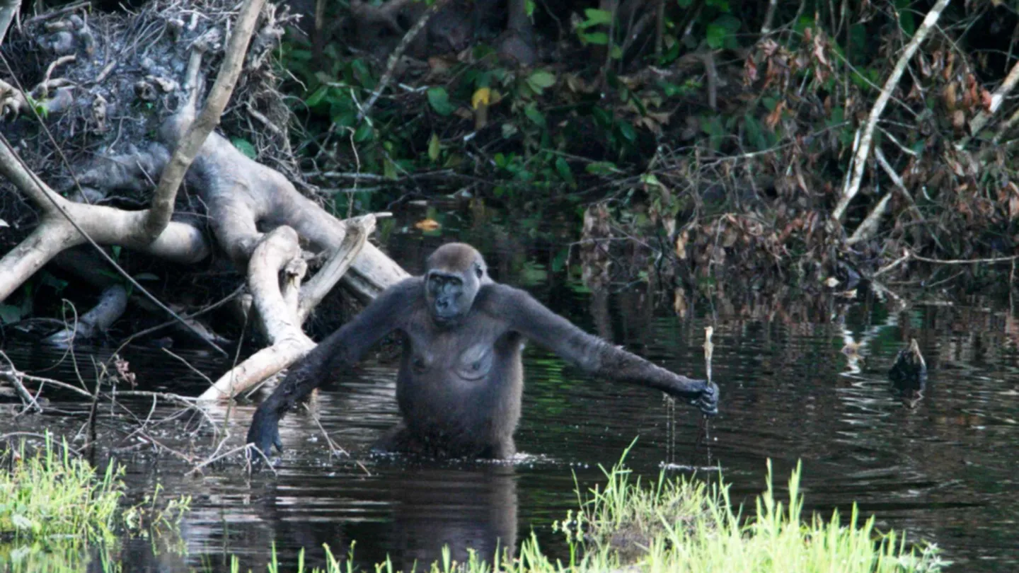 Gorilla-Weibchen benutzt einen Stock, um die Wassertiefe zu prüfen und sich abzustützen.