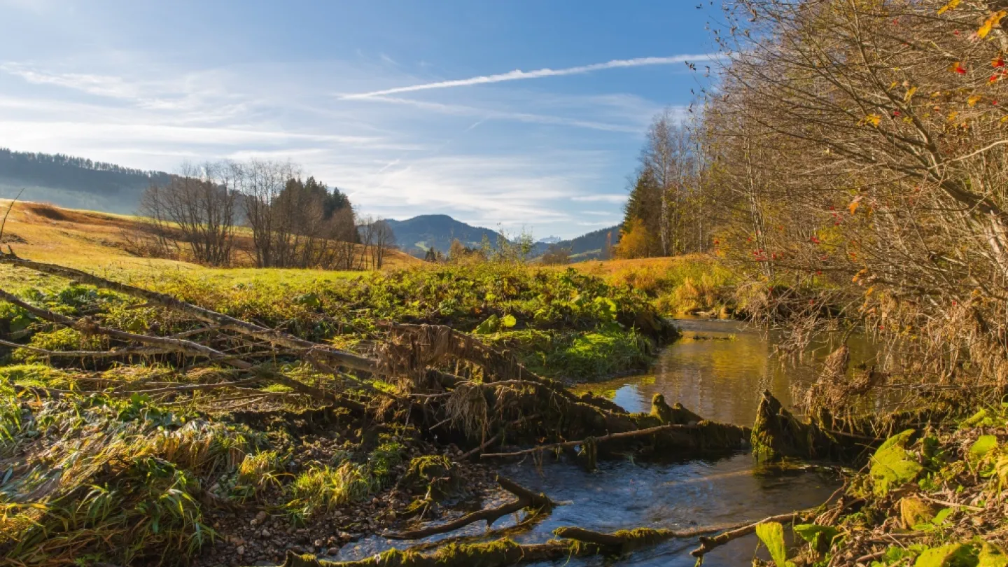 acque prezioso in Svizzera: Beaver