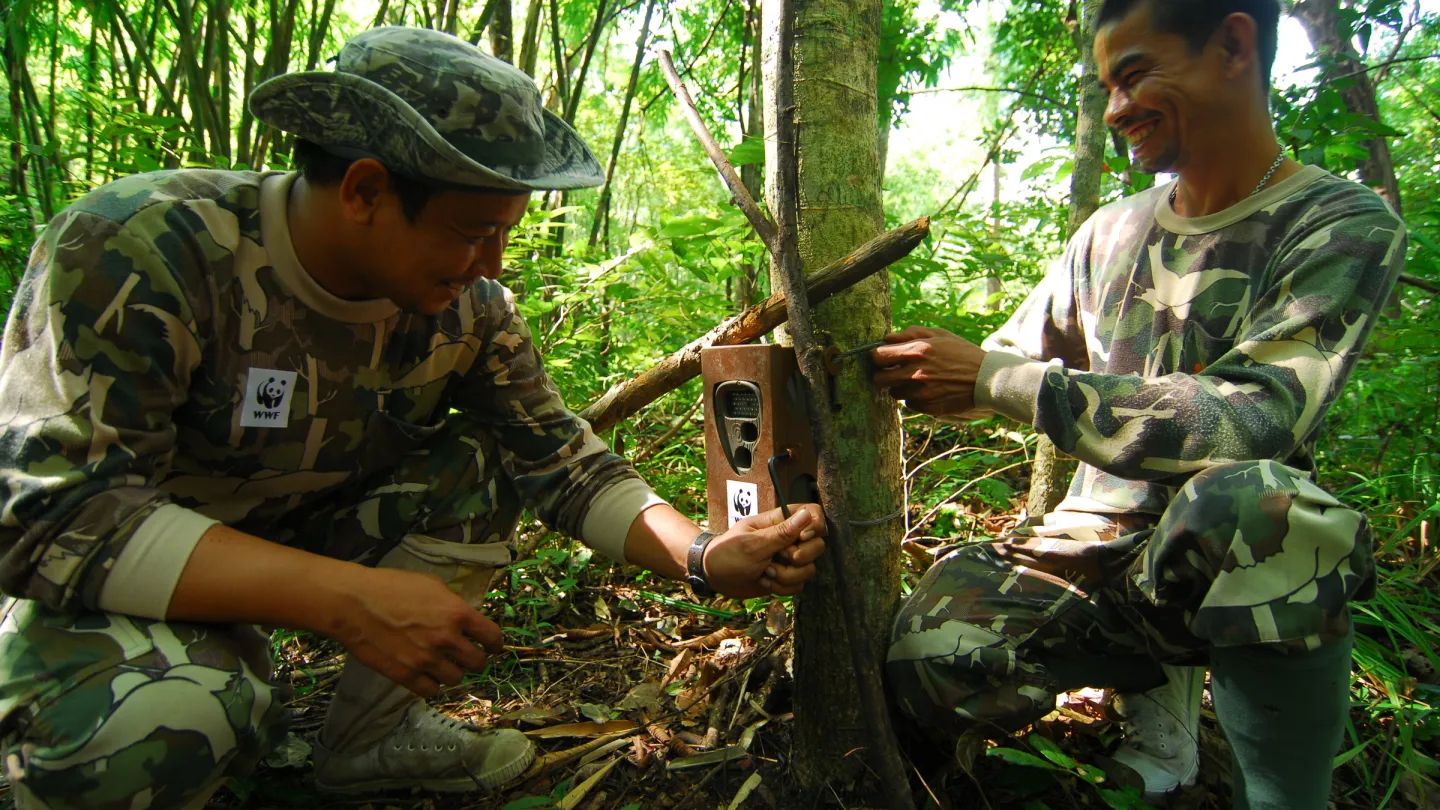 Ranger in Thailand kontrollieren eine Kamerafalle
