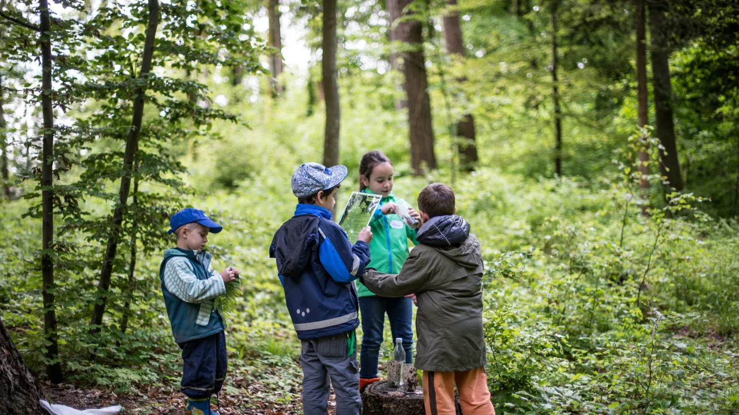 Draussen unterrichten - vier Kinder lösen eine Aufgabe im Wald