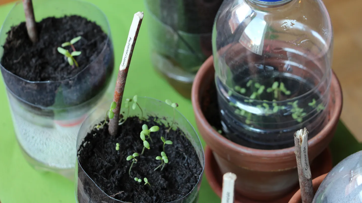 DIY Garten in PET-Flasche mit Setzlingen