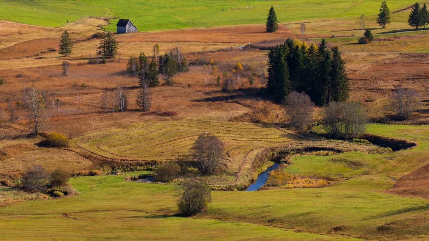 Schweizer Fluss Biber