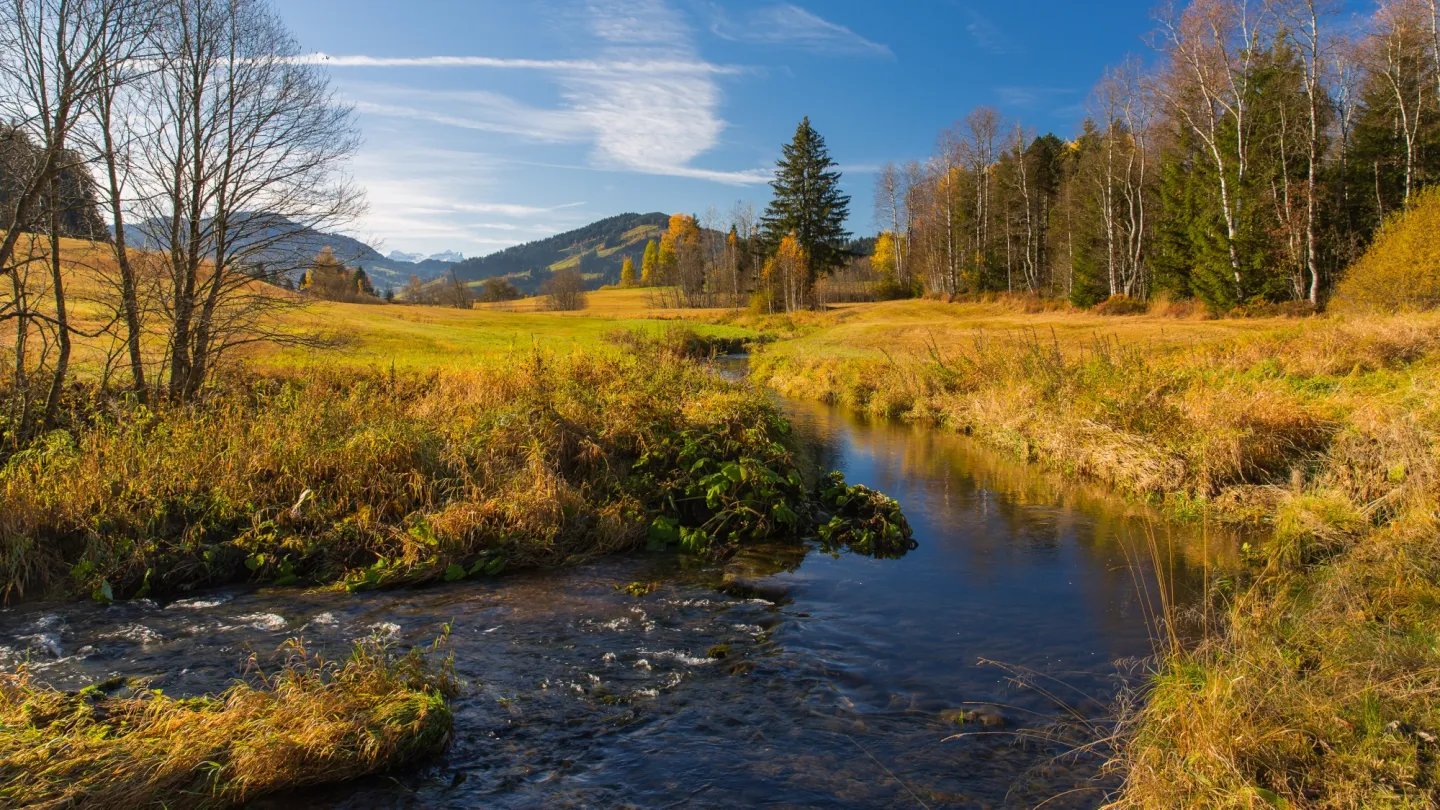 Schweizer Fluss Biber