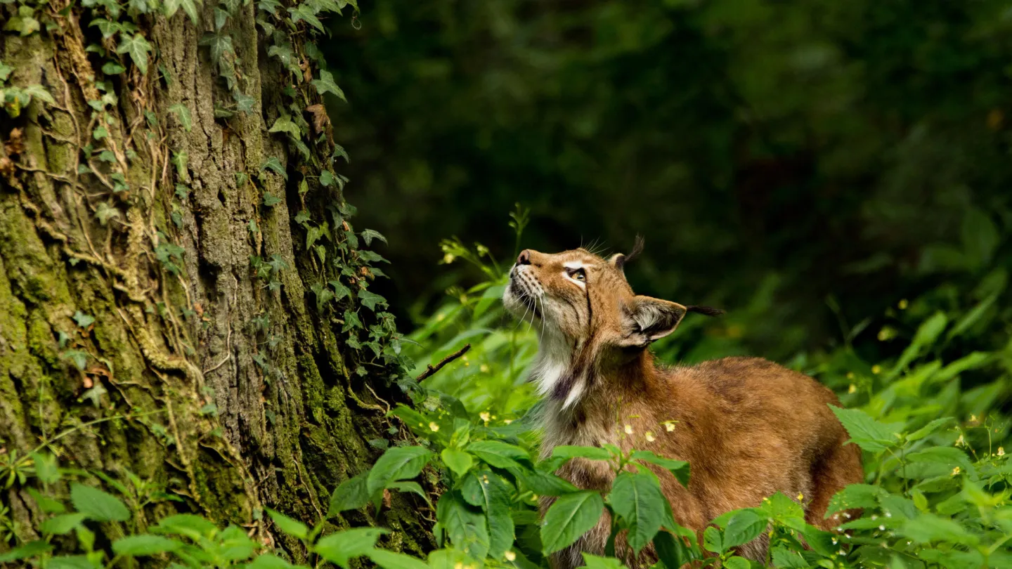 Luchs vor einem Baum