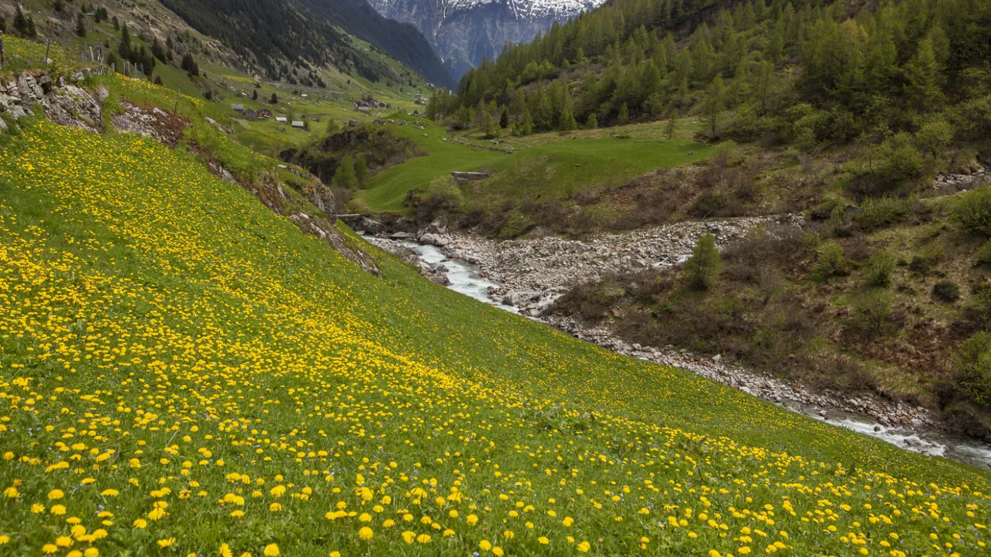Schweizer Fluss Meienreuss