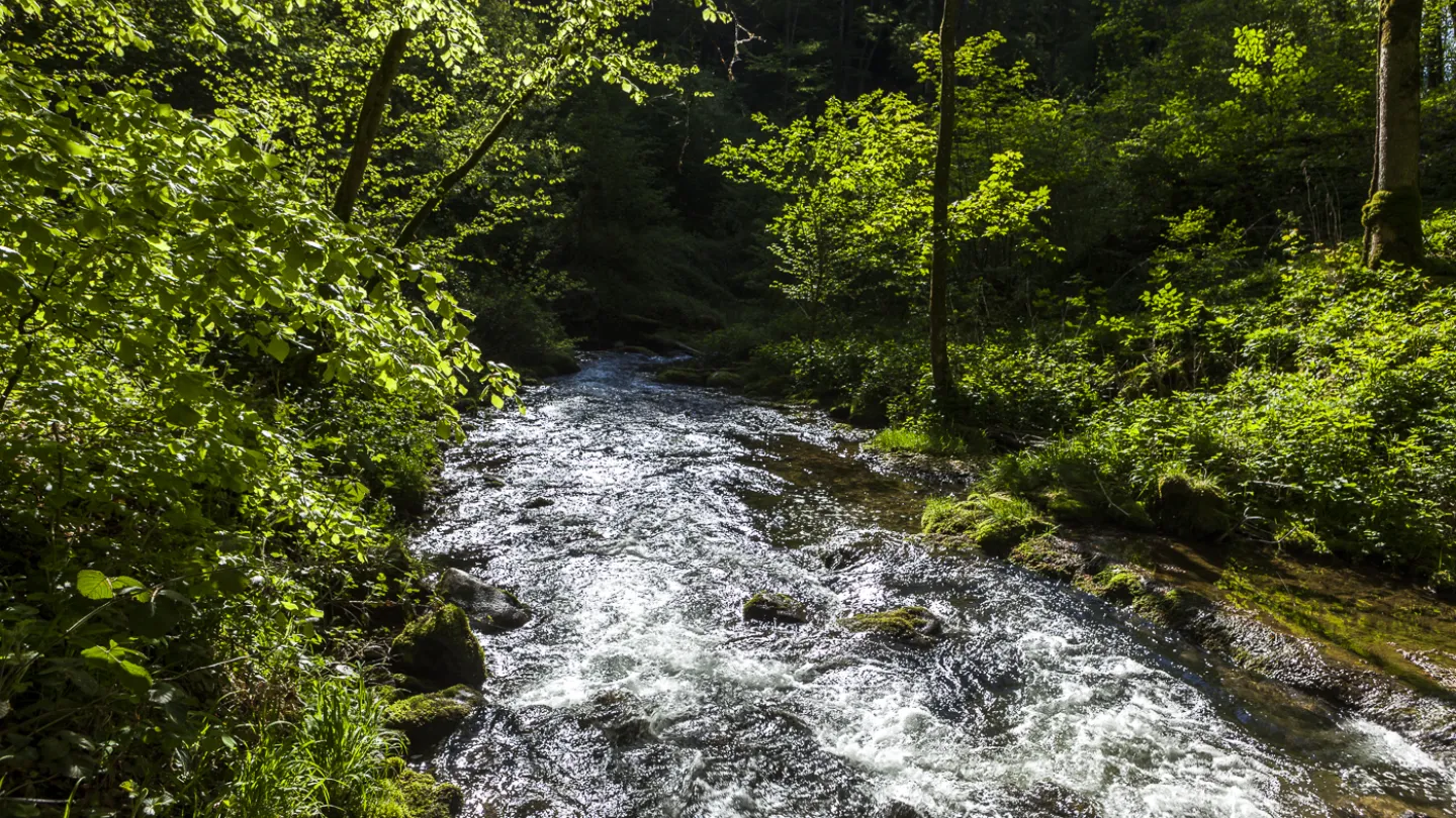 Schweizer Fluss Nozon