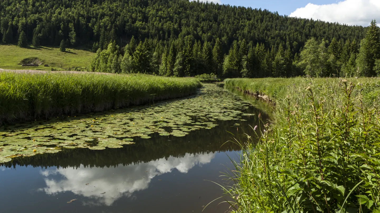 Schweizer Fluss Orbe
