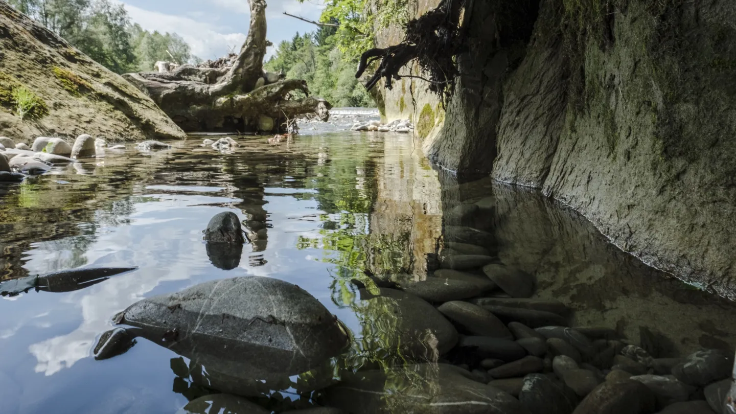 Schweizer Fluss Sense
