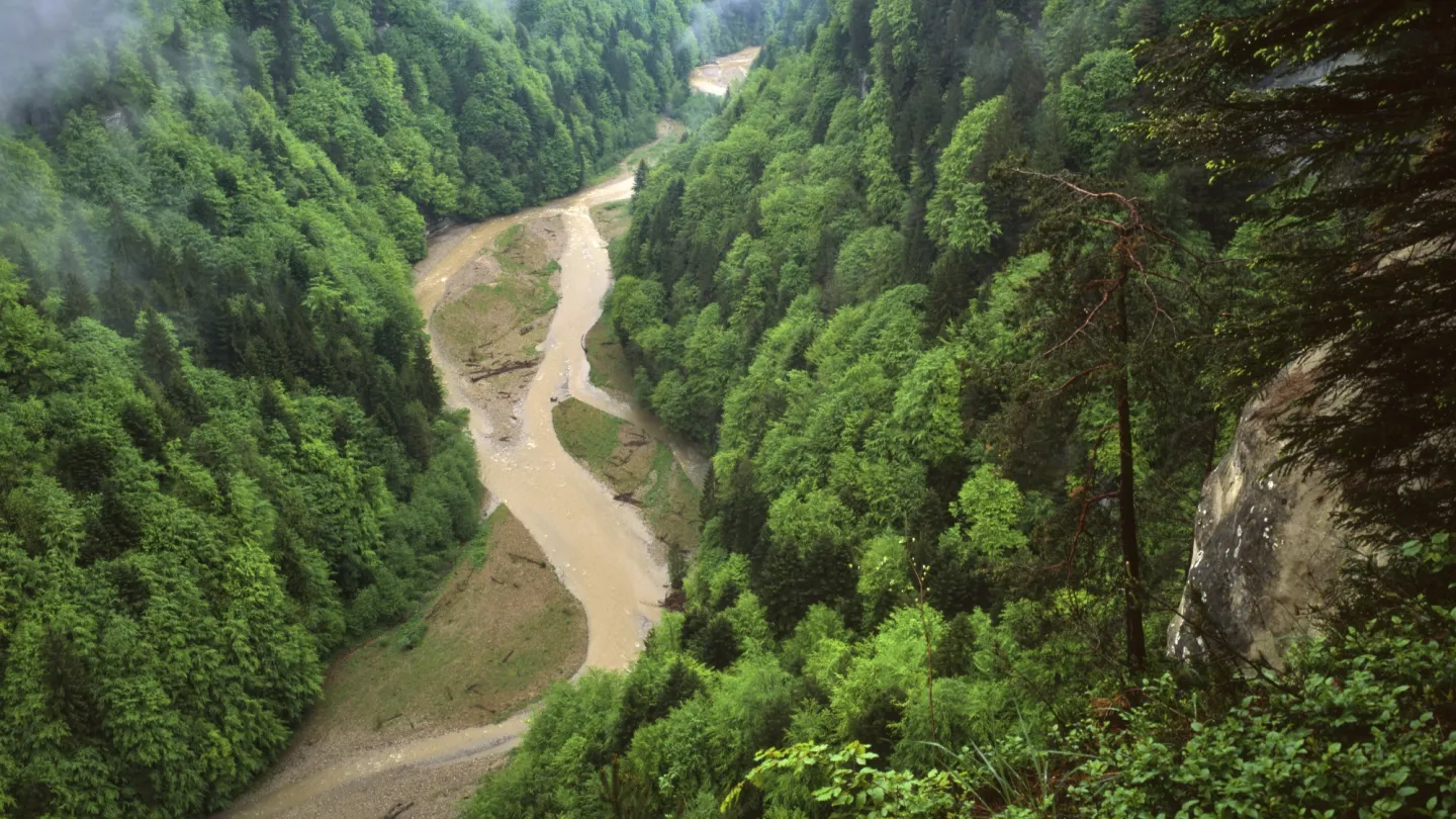 Schweizer Fluss Sense