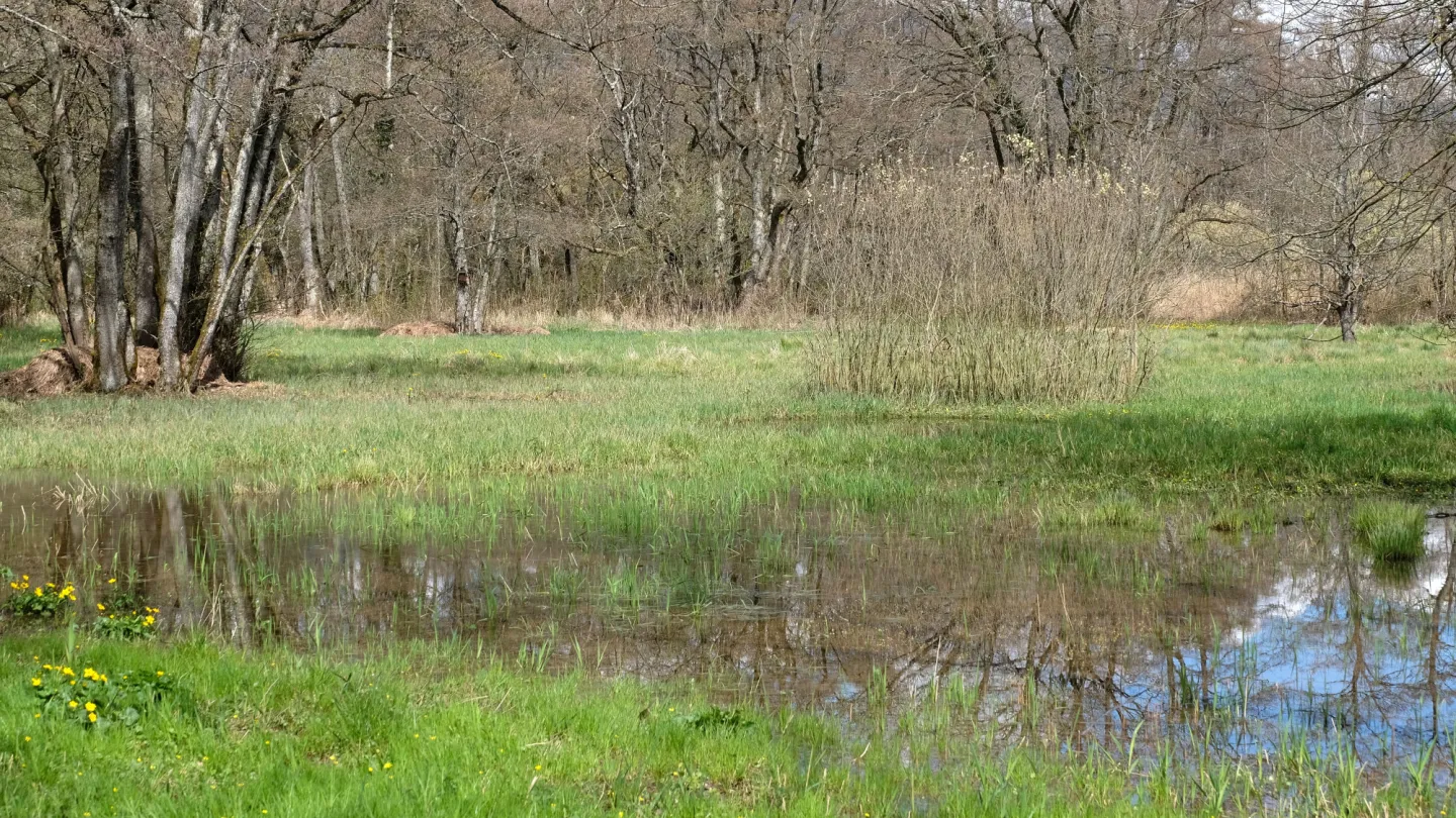 Schweizer Fluss Versoix