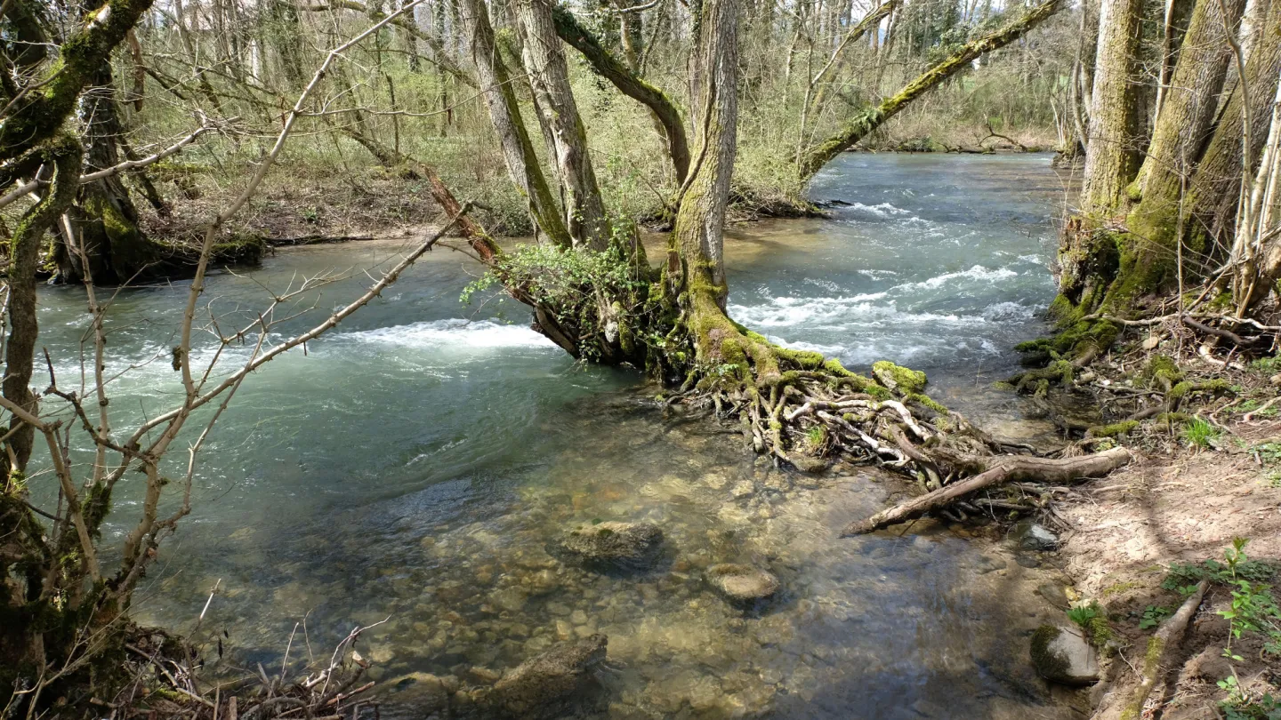 Schweizer Fluss Versoix