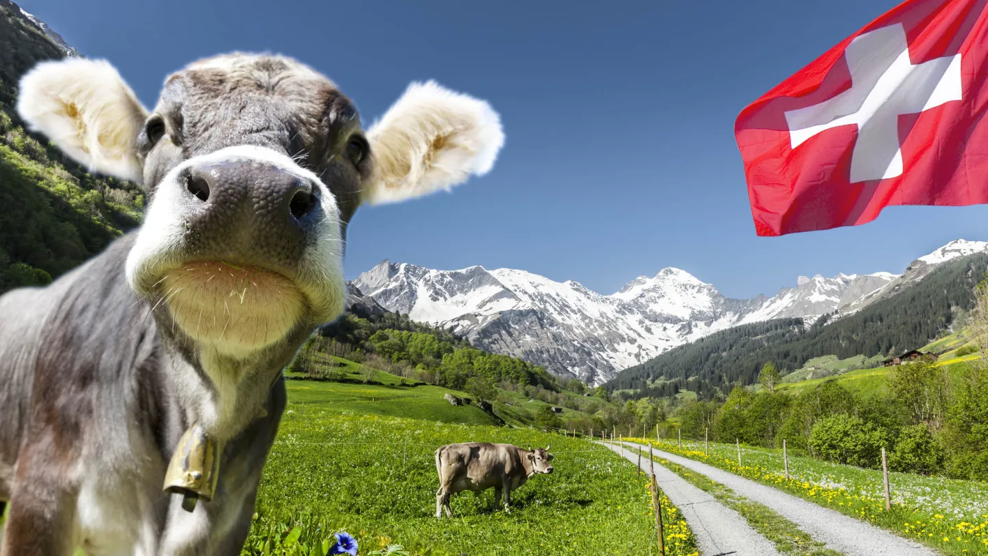 Kühe und Schweizer Flage 