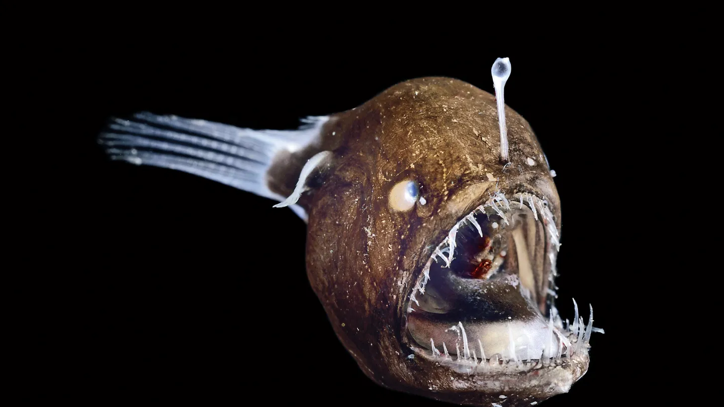 Buckliger Anglerfisch