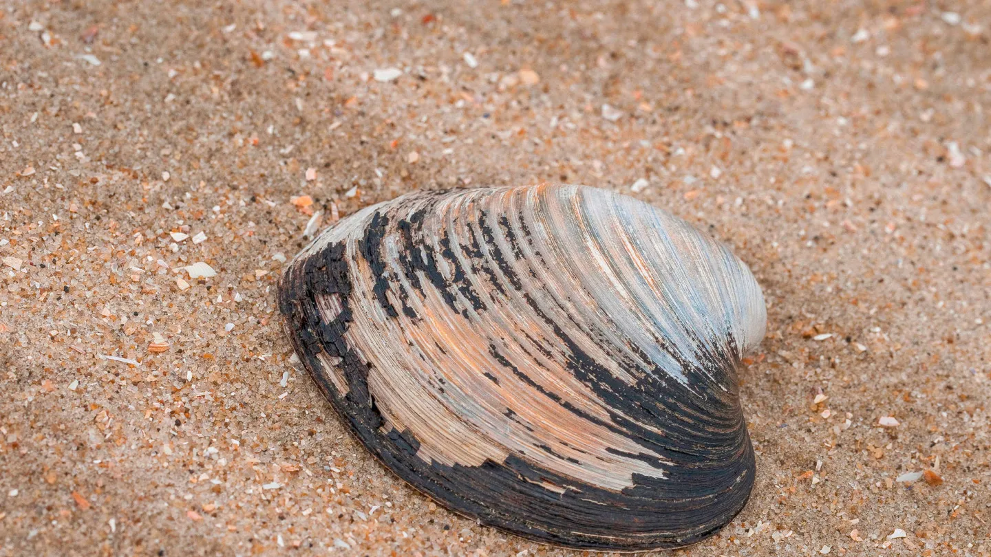 Islandmuschel