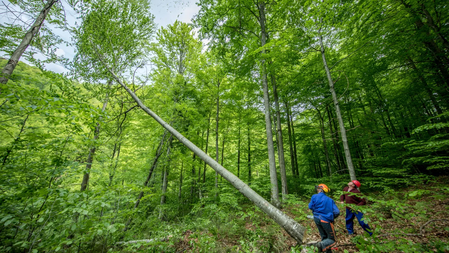 Arbeiter fällen FSC-zertifizierte Bäume