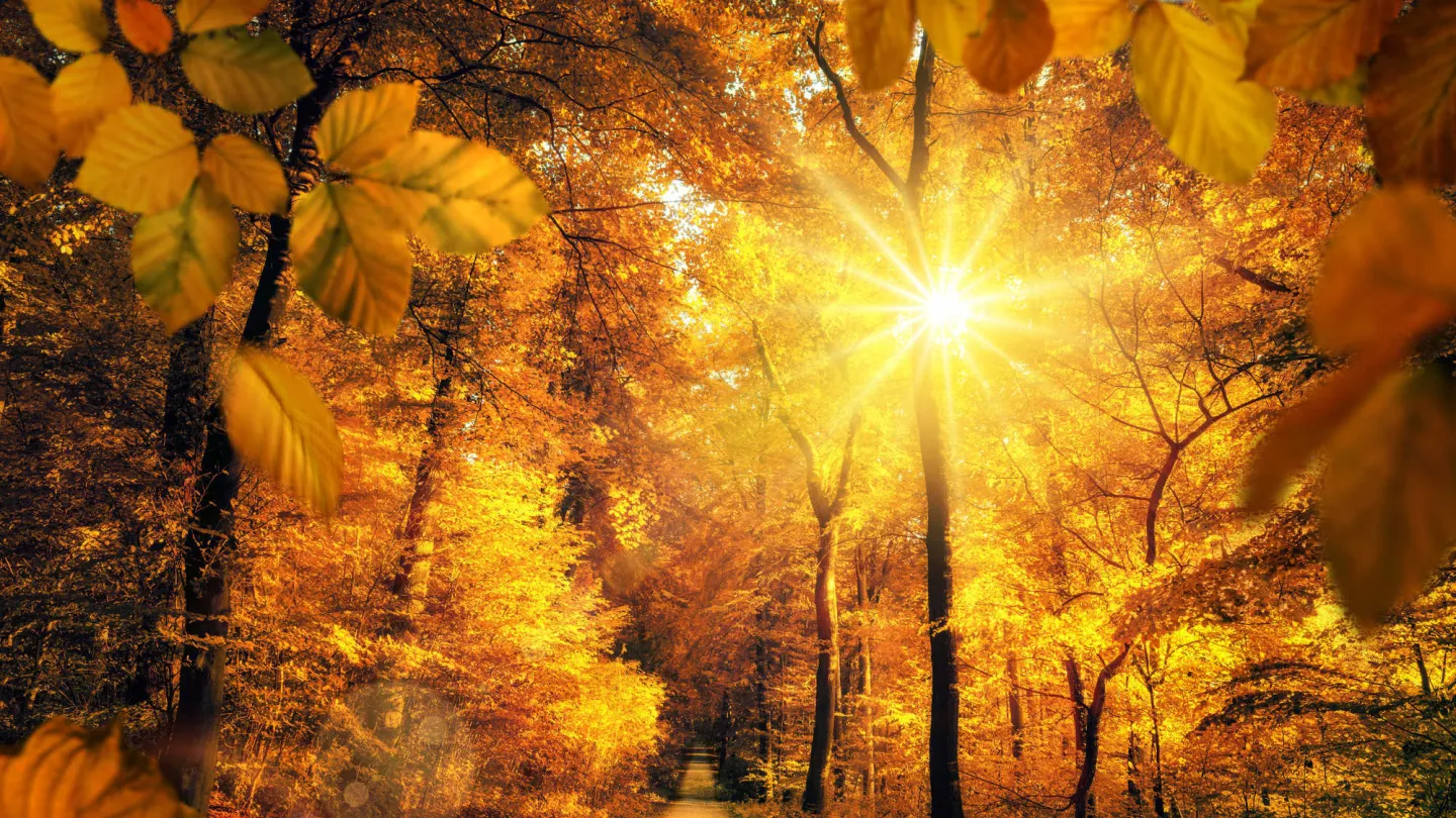 Herbstwald