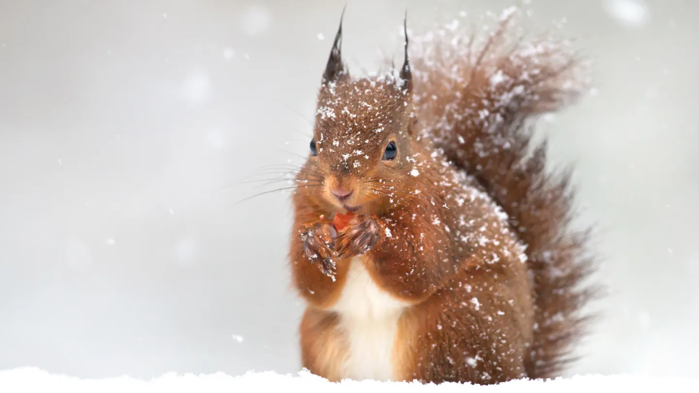 Eichhörnchen im Winter